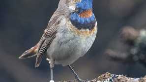 Мъж варакушка може едновременно да съдържа три женски